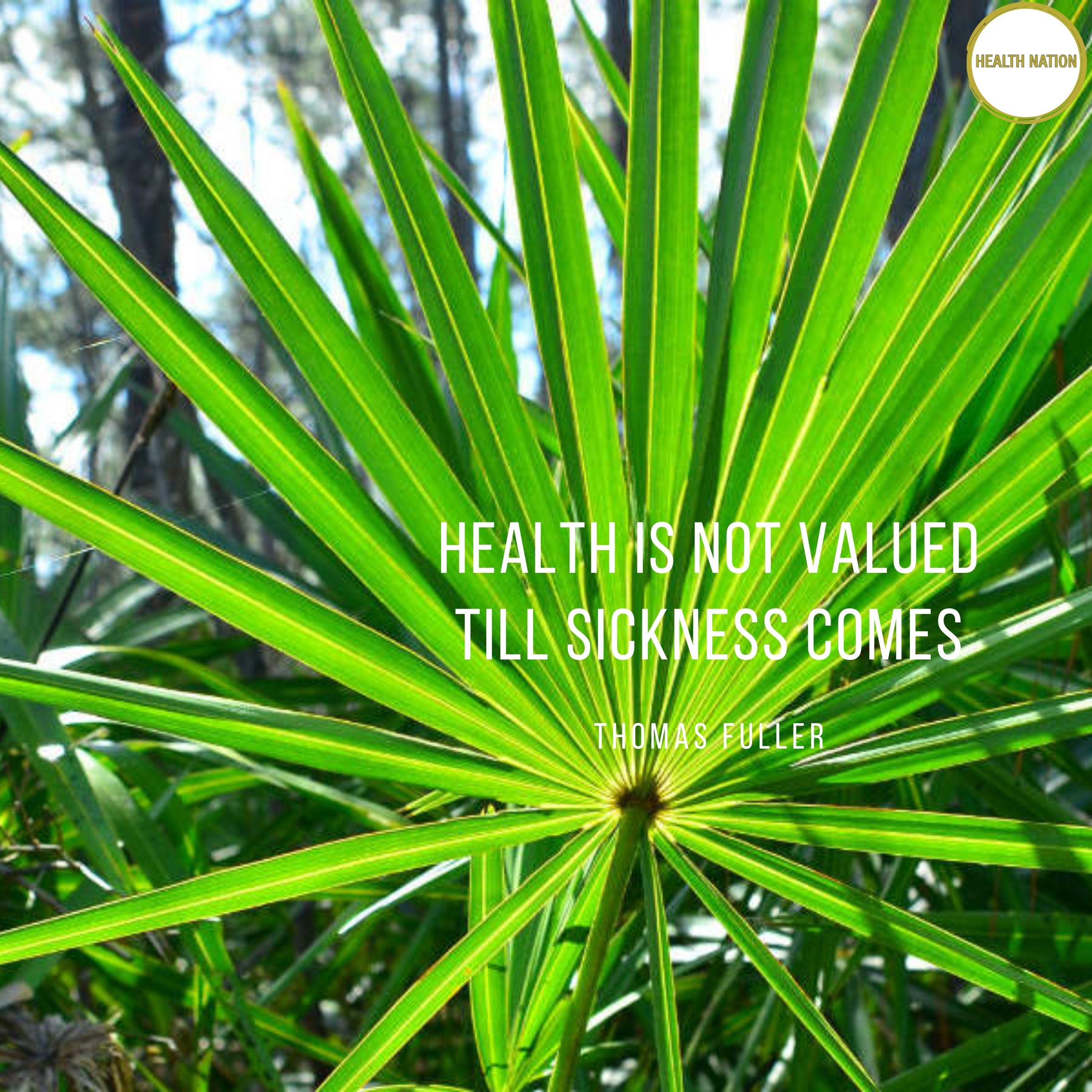 Saw Palmetto | Helps with Hair Loss, BPH and Prostate Support | Made in UK | 2500mg from 125mg 20:1 Extract 90 Capsules - Health Nation