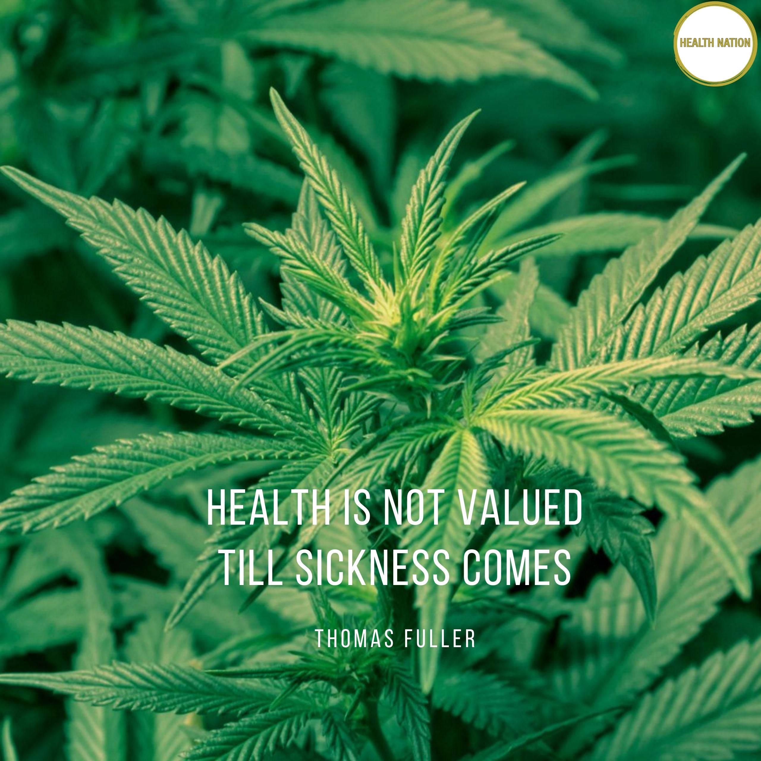 Hemp Oil Drops 5% | Full Spectrum Raw Extract | Helps with Pain, Anxiety, Stress and Mood | EU Organic Grown | Made in UK | Tested by a UK 3rd Party Lab to prove Purity and Potency - Health Nation